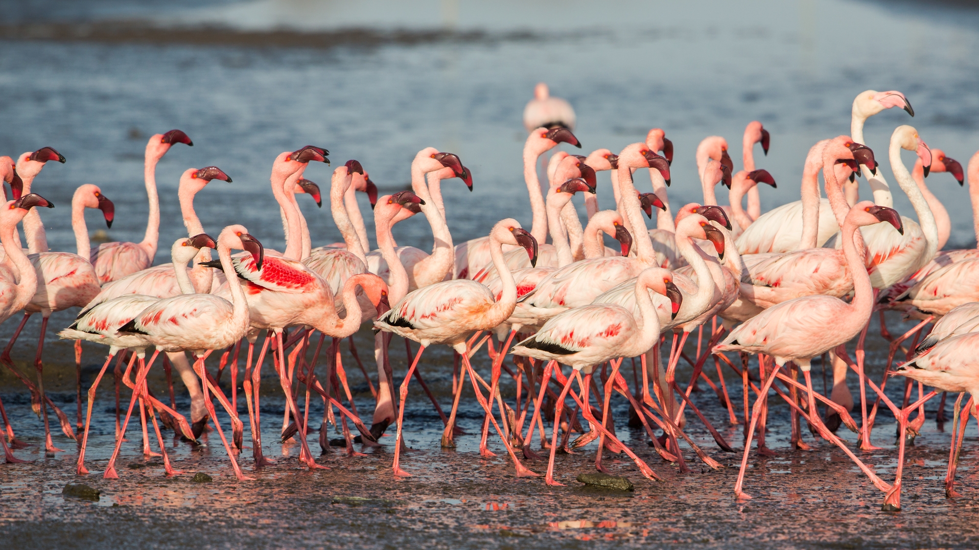 Gruppo di Fenicotteri minori, Walvis Bay