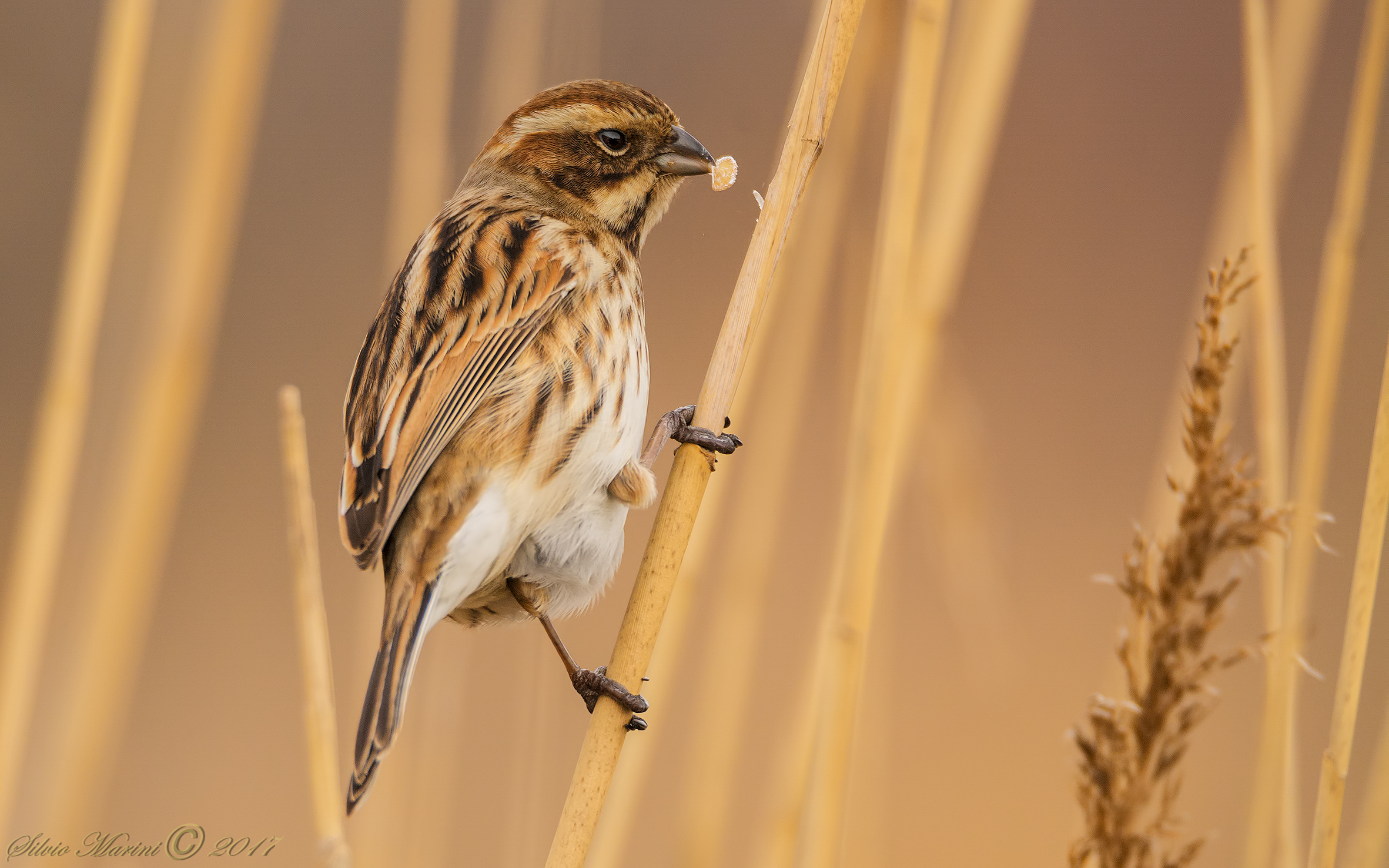 Migliarino di palude (Emberiza schoeniclus)