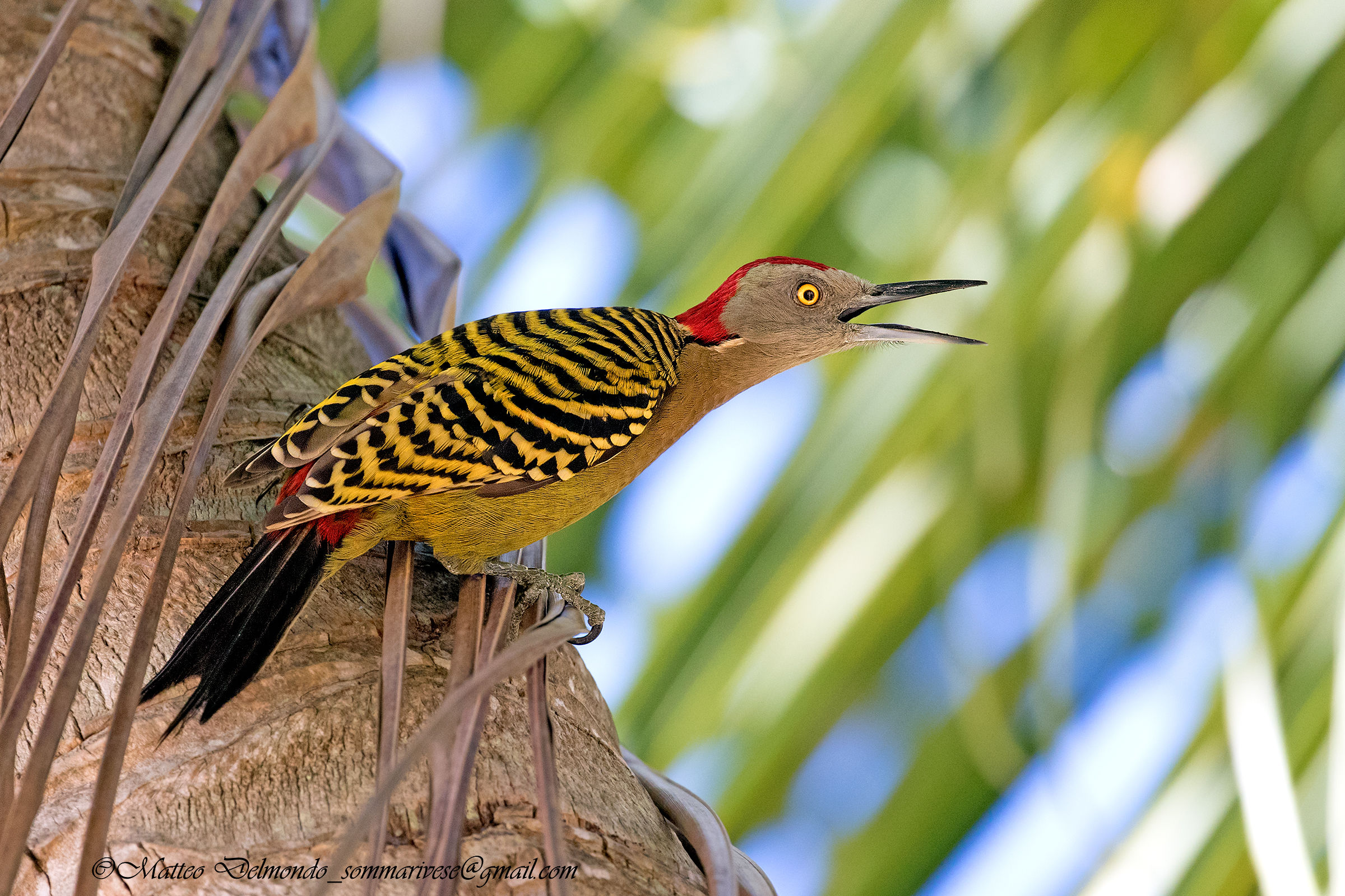 of hispaniola Woodpecker Male