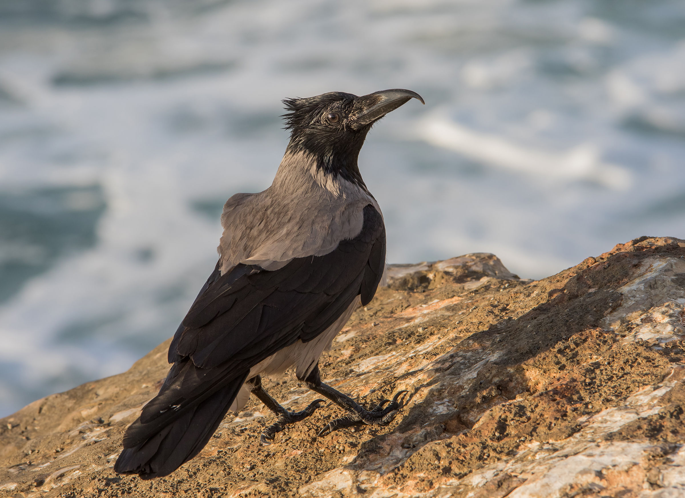The Crow from hooked beak