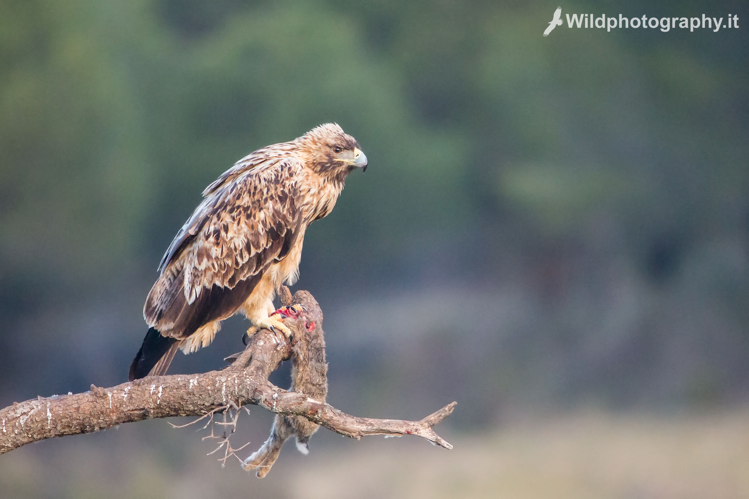 Young Spanish imperial eagle