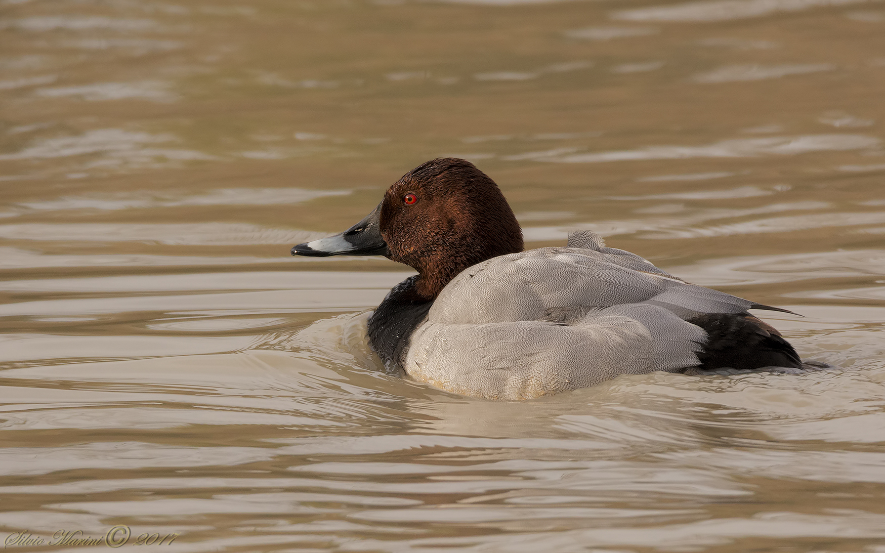 Moriglione (Aythya ferina)
