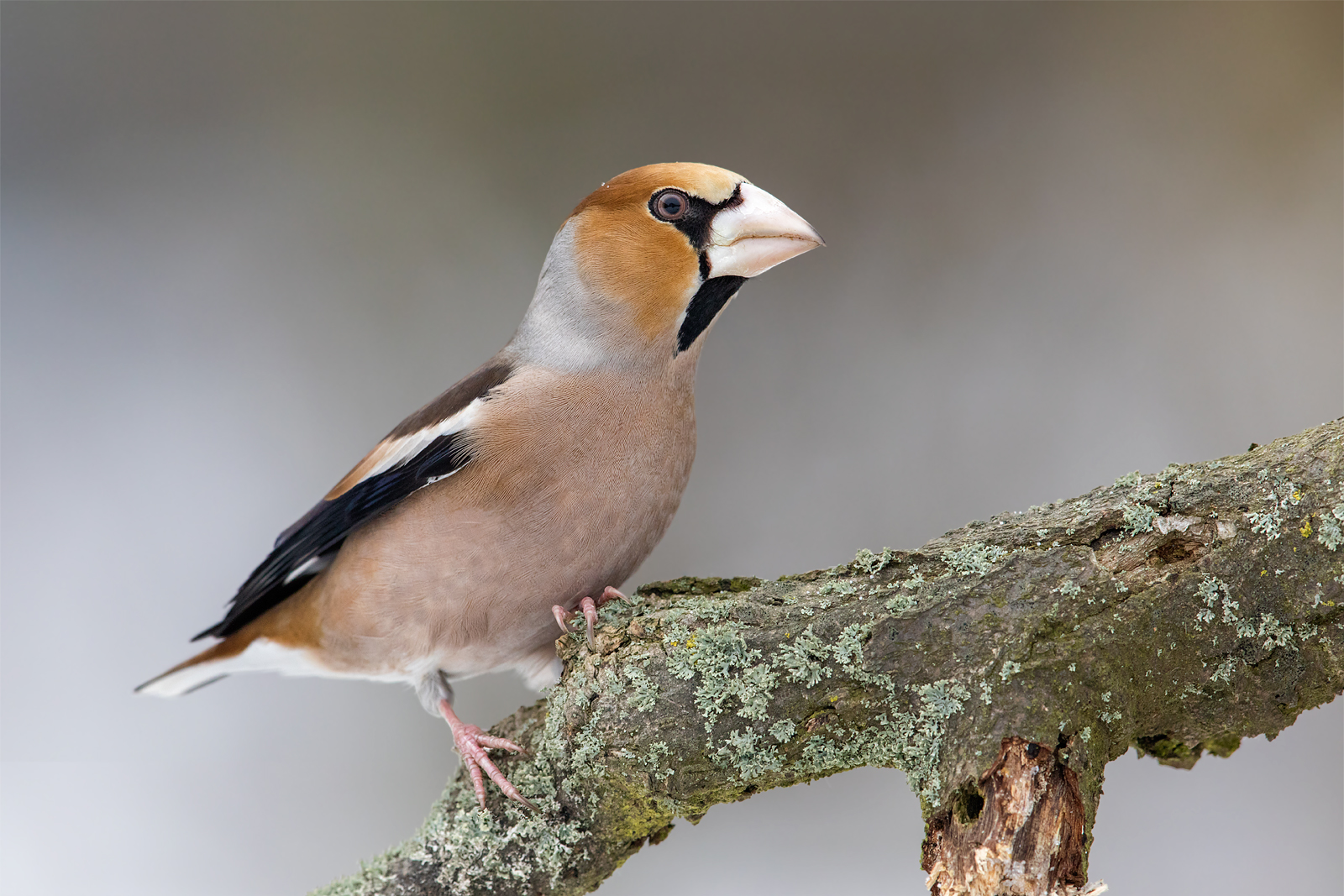 Frosone (Coccothraustes coccothraustes)