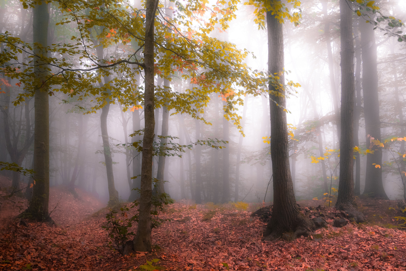 Fog in the forest