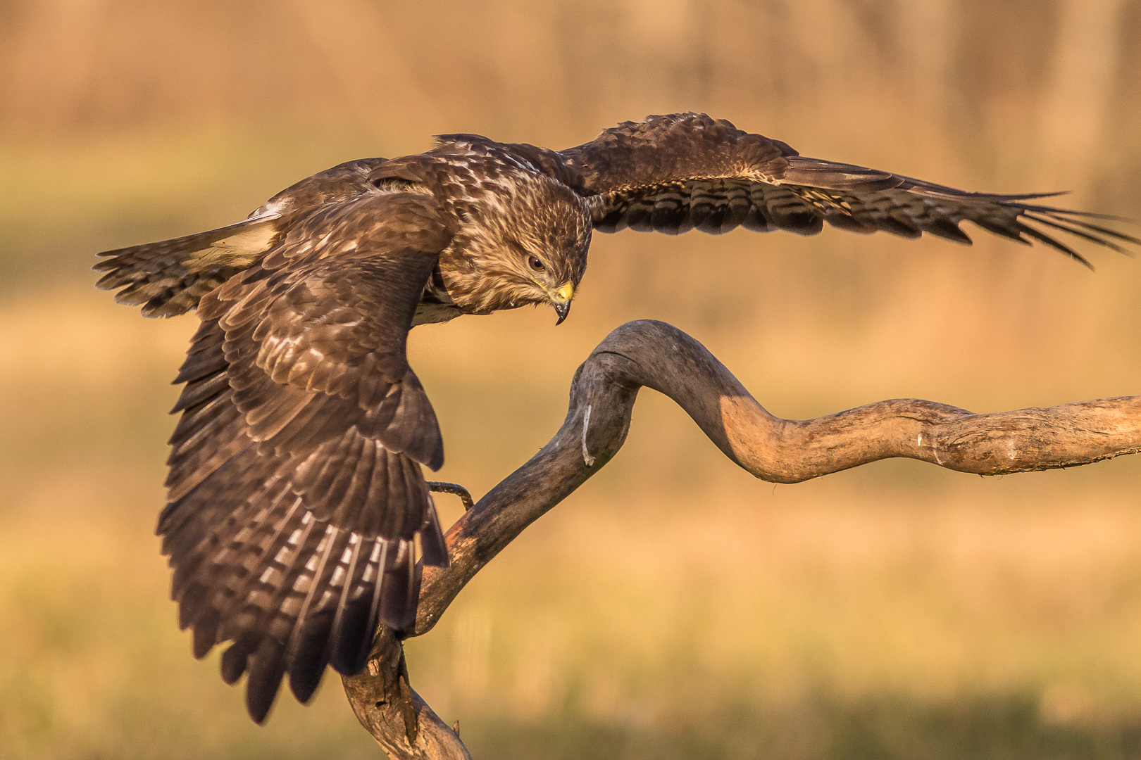 The guardian of heaven