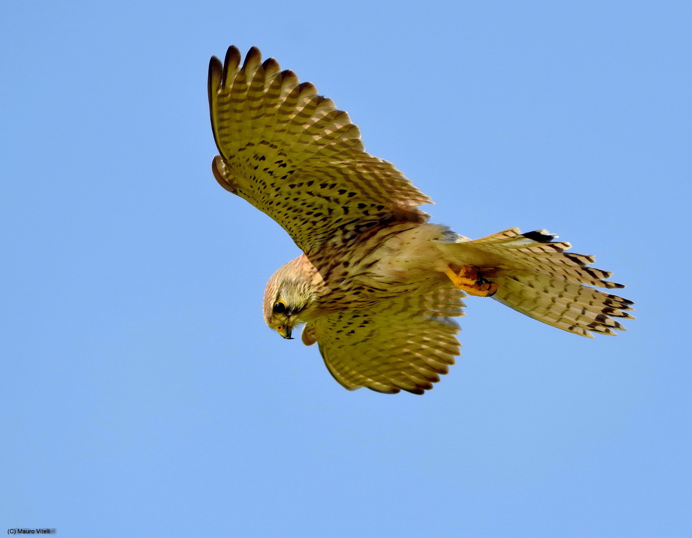 The ambush of the kestrel