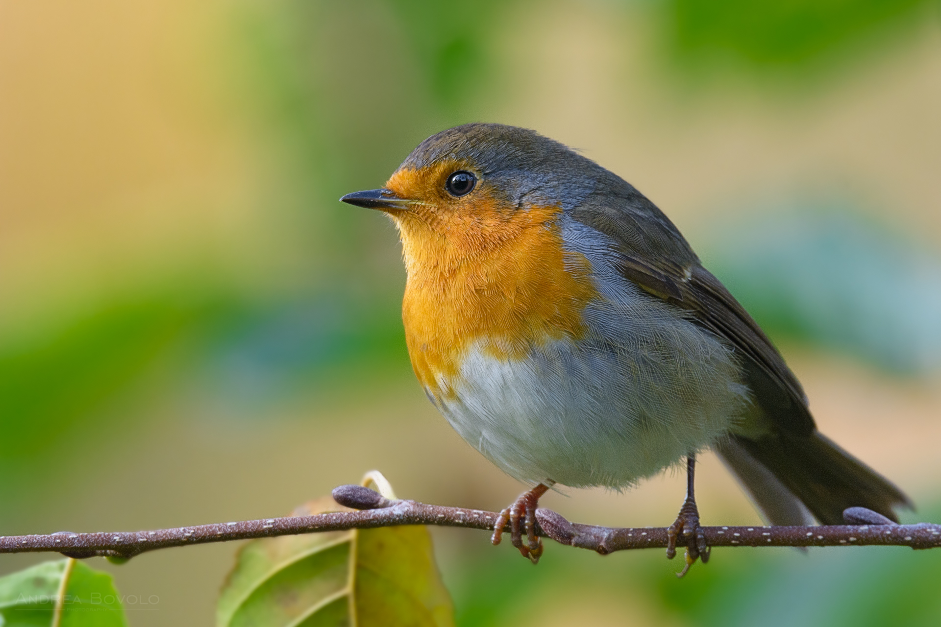 European robin (Erithacus rubecula)