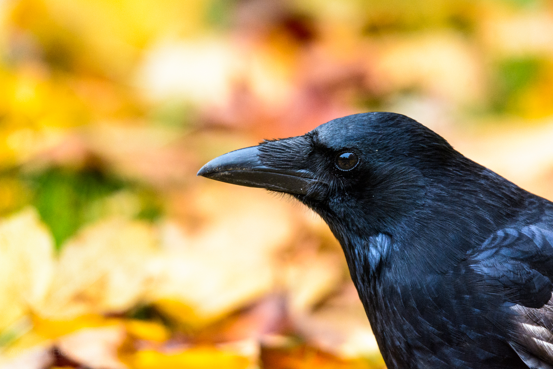 The carrion crow (Corvus corone)