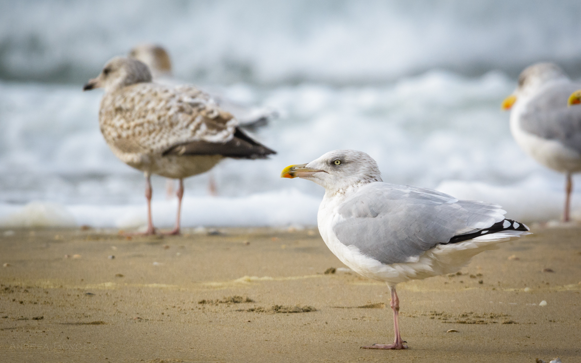 European herring gull (Larus argentatus)