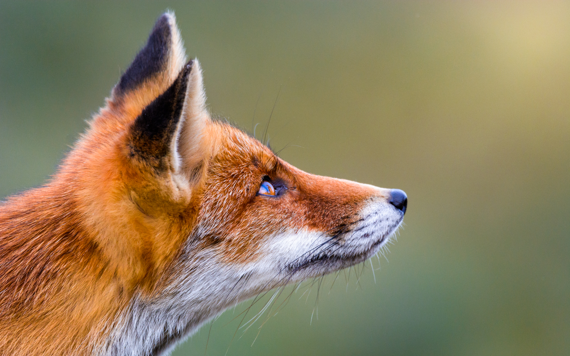 Red fox (Vulpes vulpes)