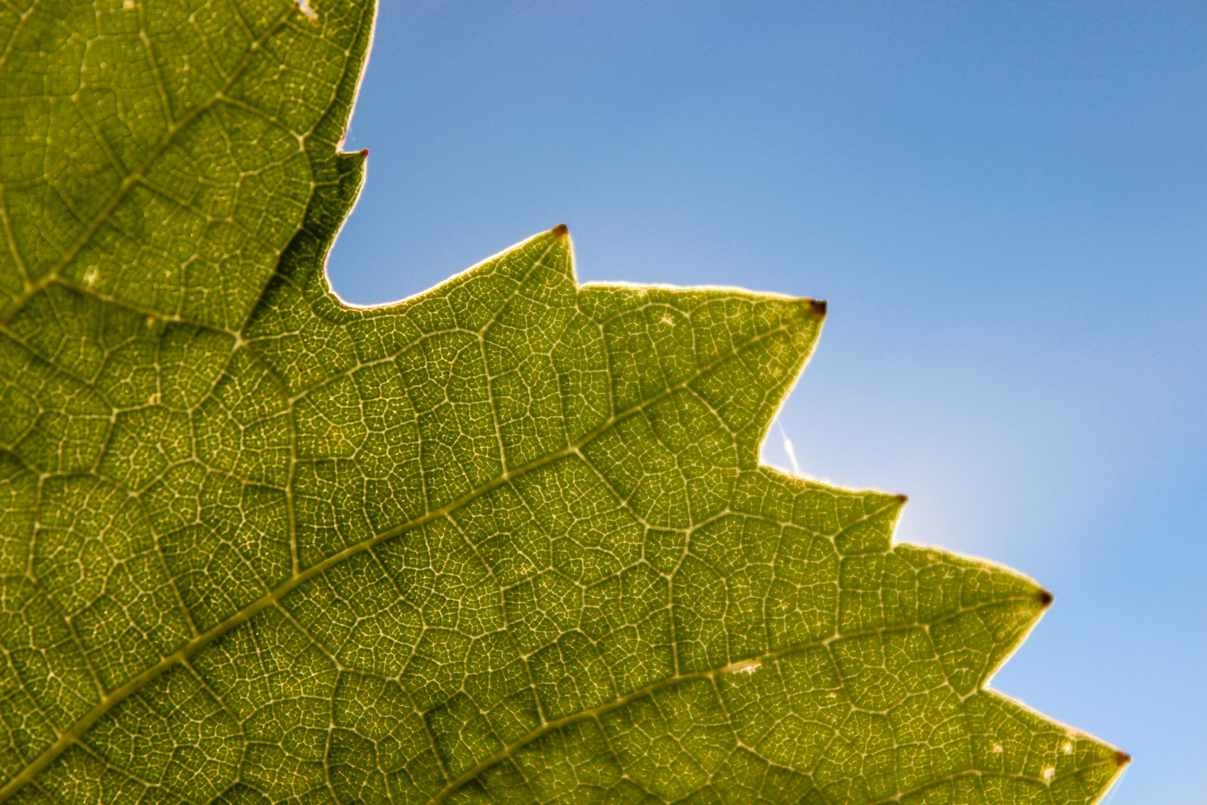 The fabric of my land