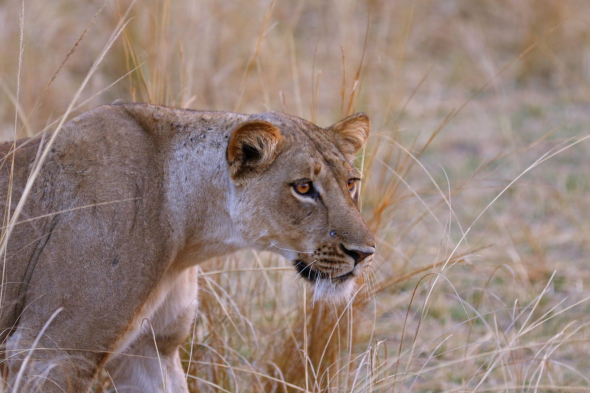 Lioness hunting