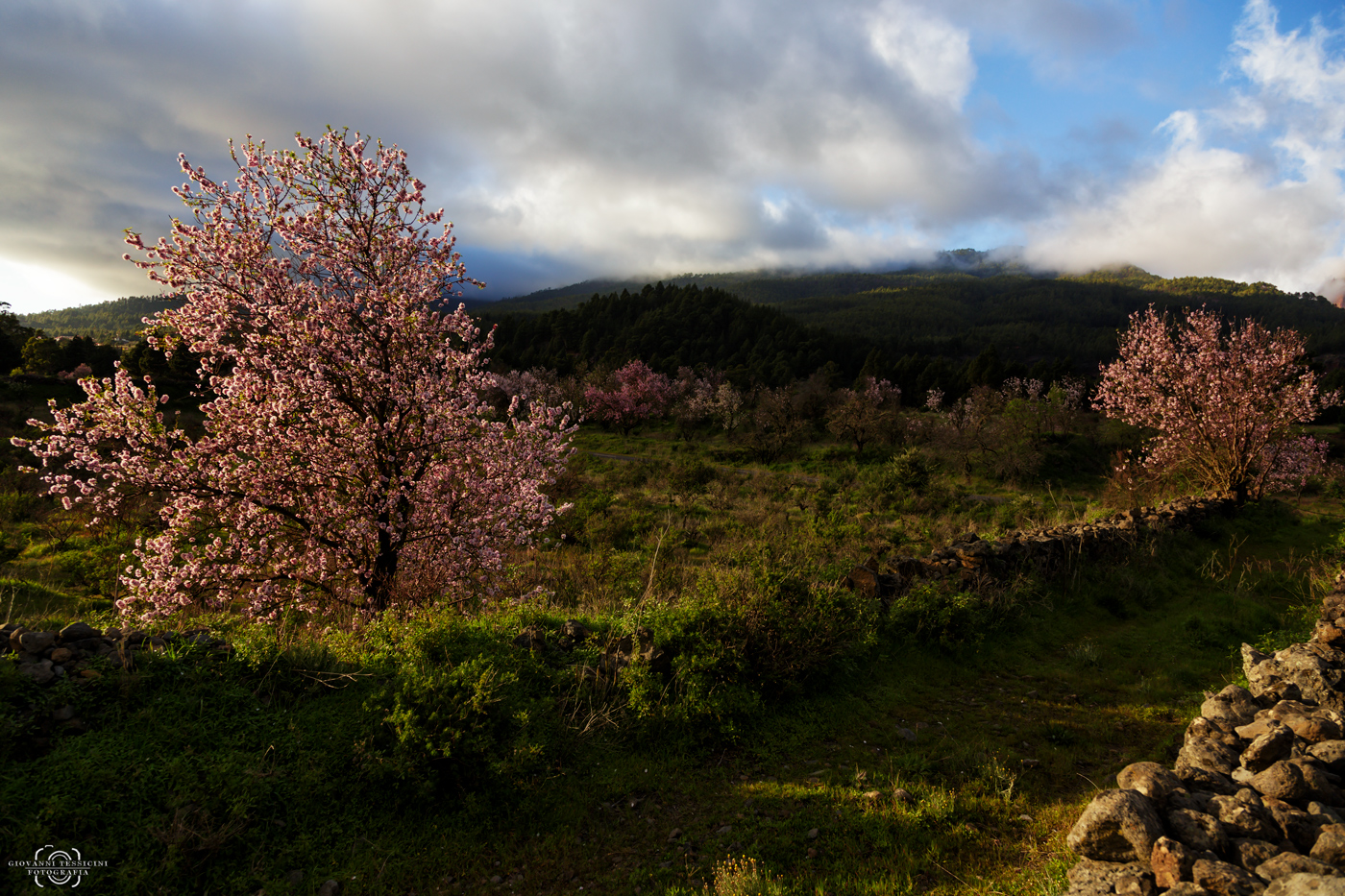almond trees