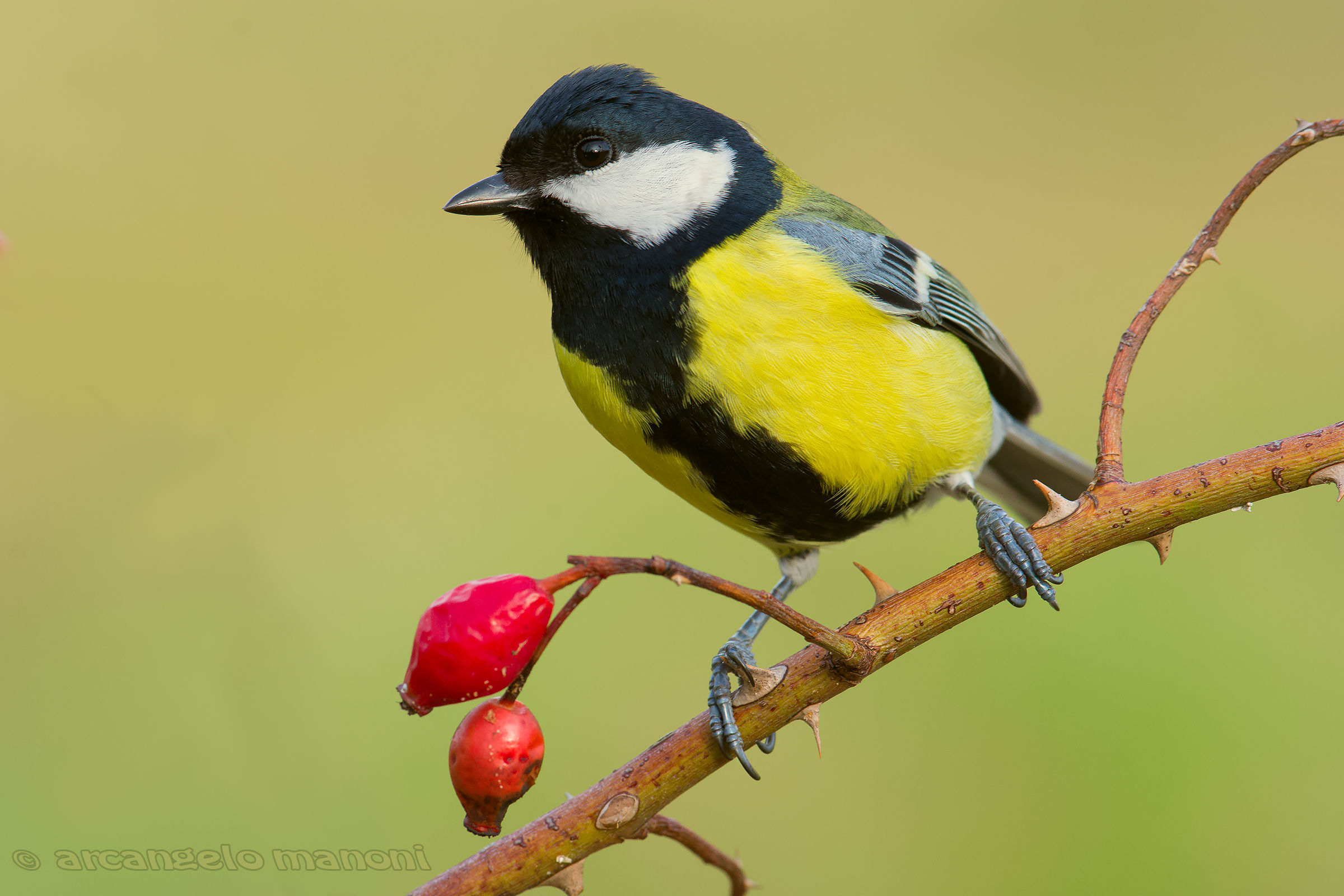 Cinciallegra in colors