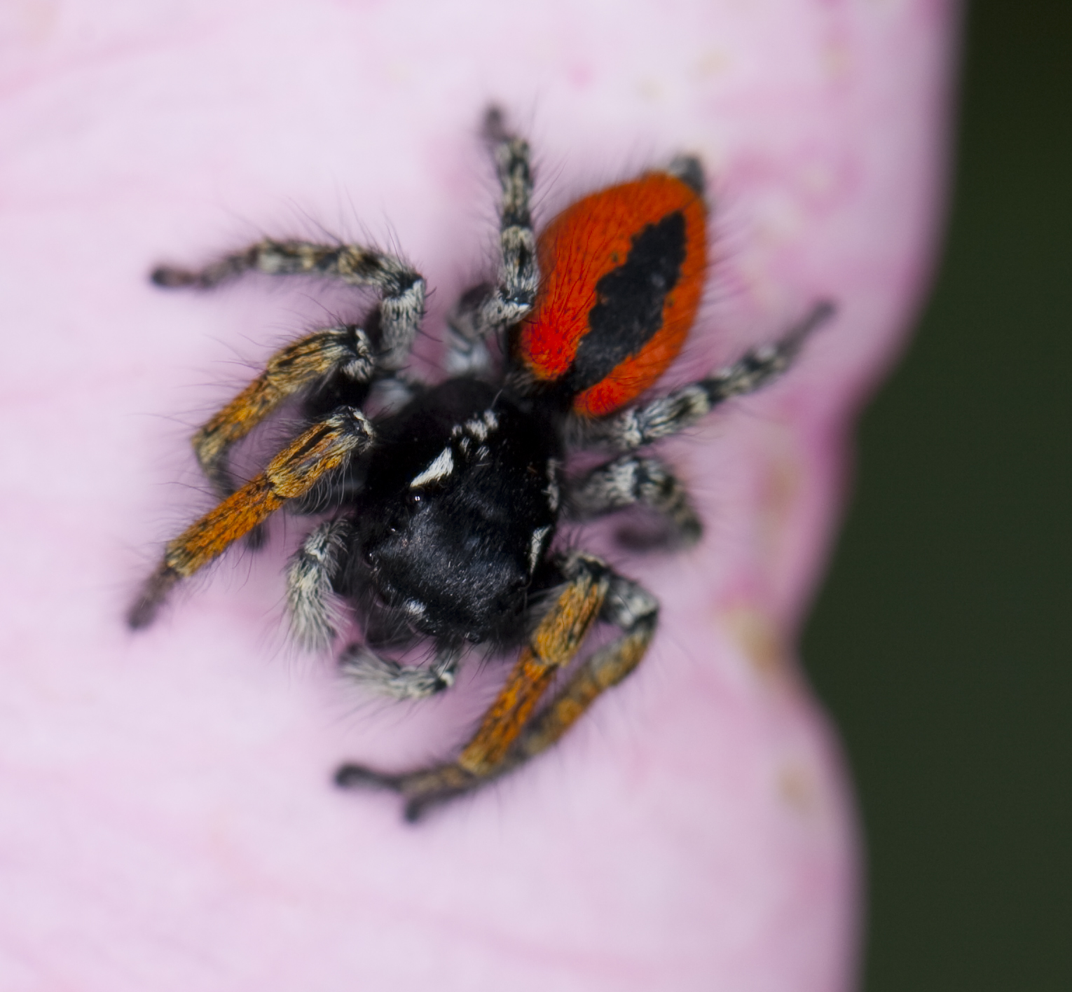 Ragno incontrato nel mio giardino