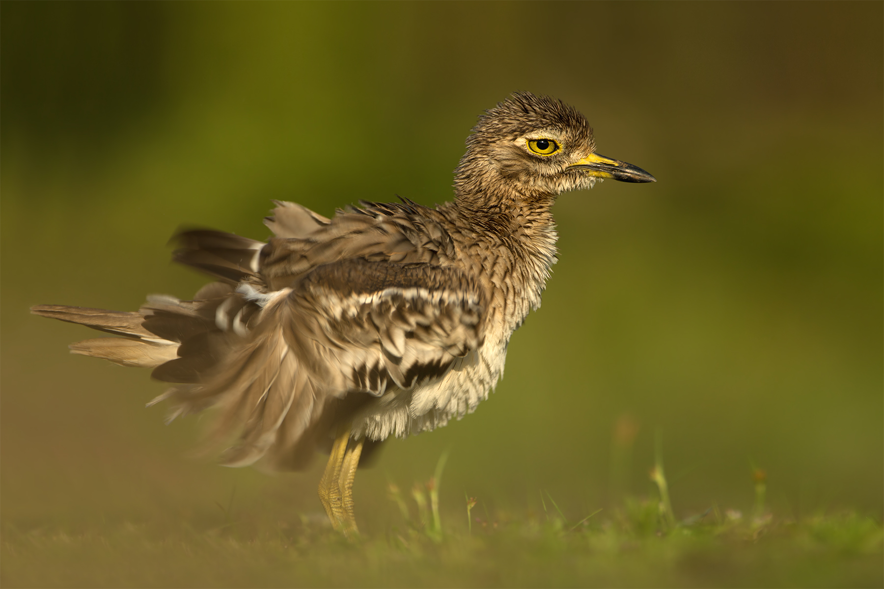 Burhinus indicus (Indian stone-curlew)