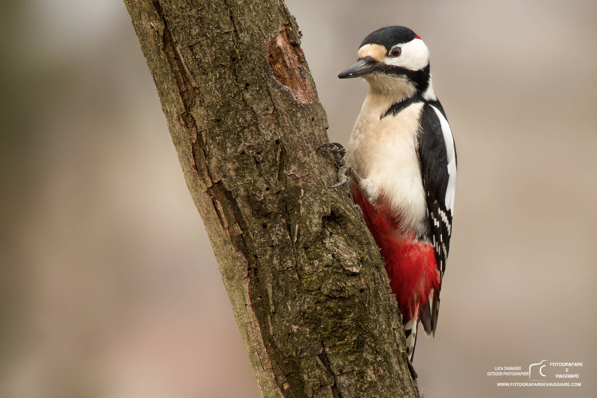 Picchio Rosso 1 - shelter Fotonatura