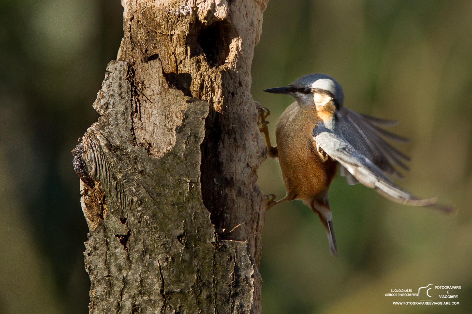 Nuthatch - shelter Fotonatura
