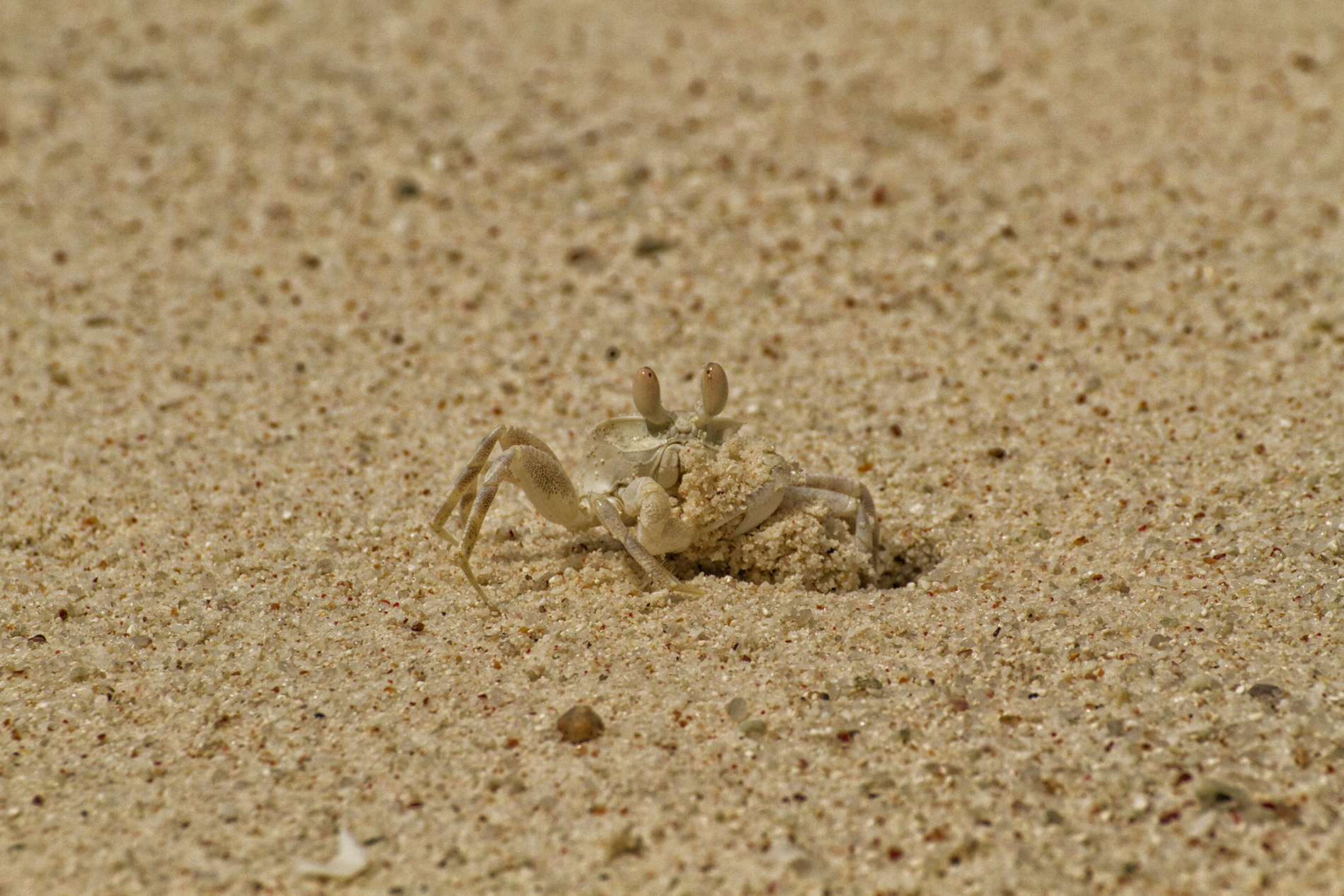 ho preso un granchio
