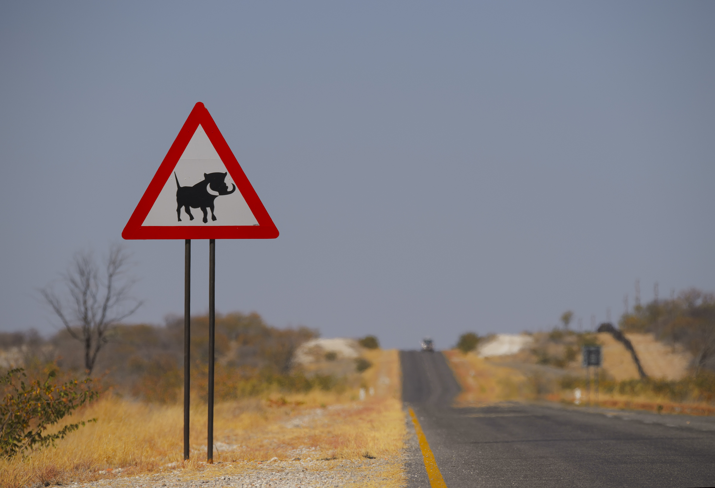 Danger! Warthogs in action