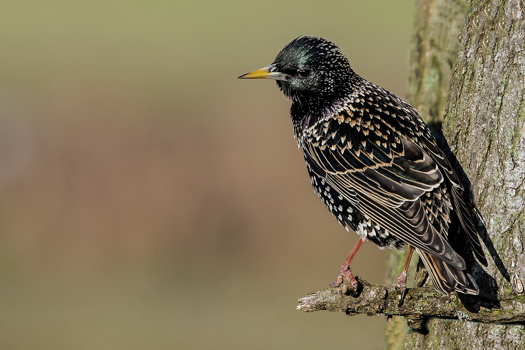 the return of the reversal