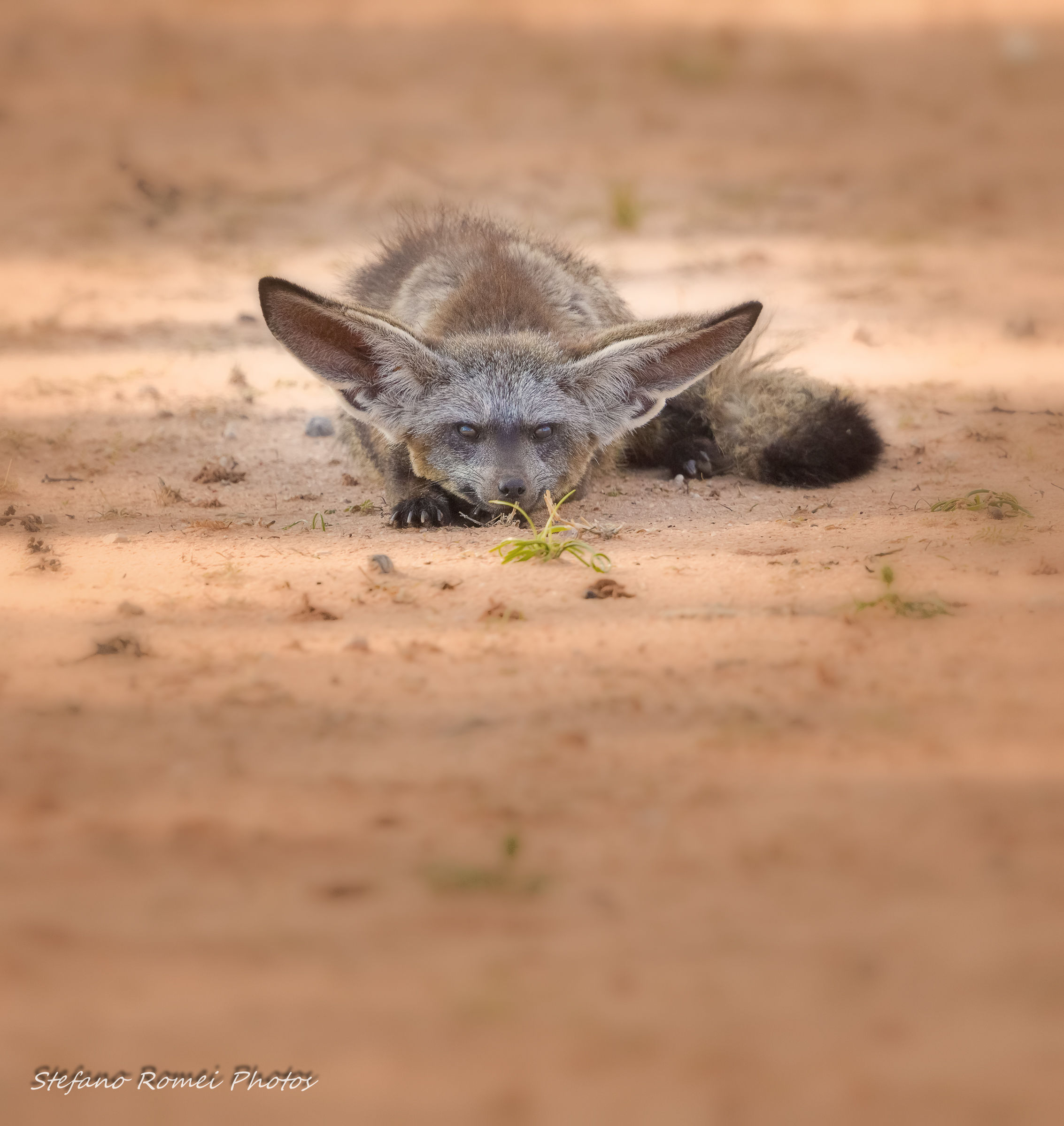 un filo d'erba non basta....