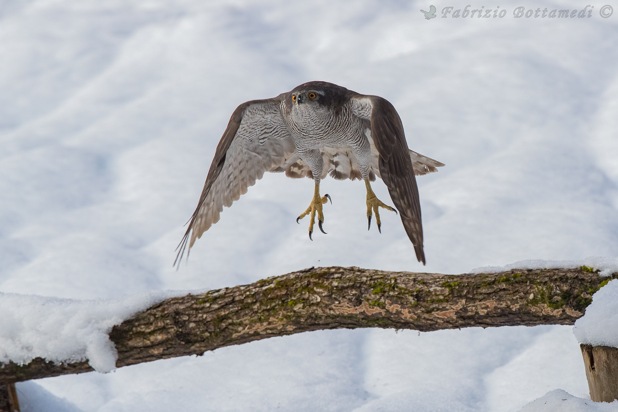 Goshawk on the snow