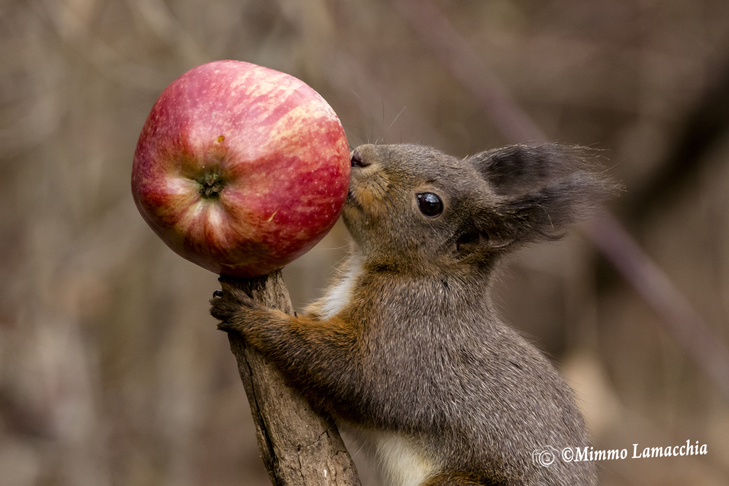 il bacetto dello scoiattolino