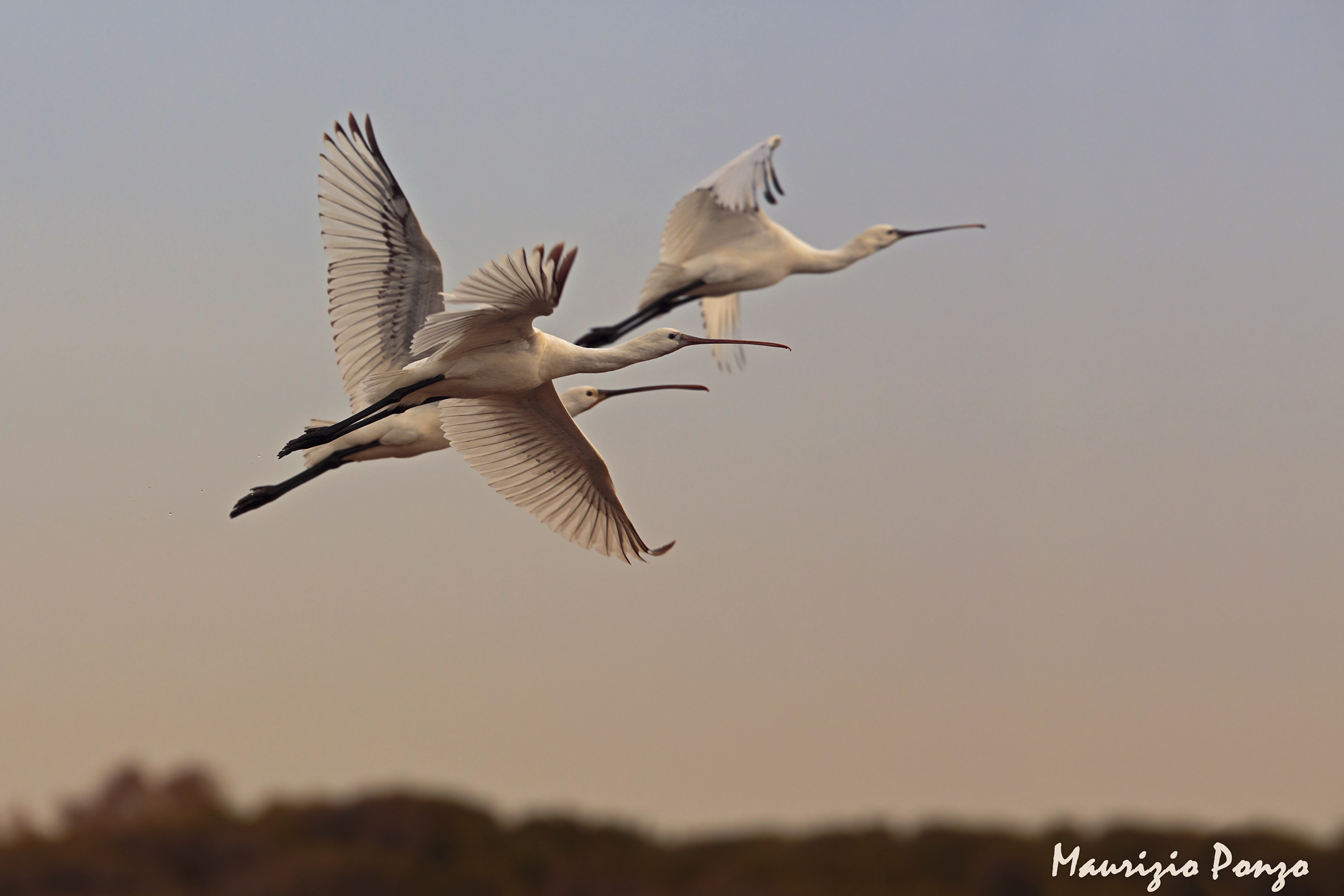 Nature always amazes us ............