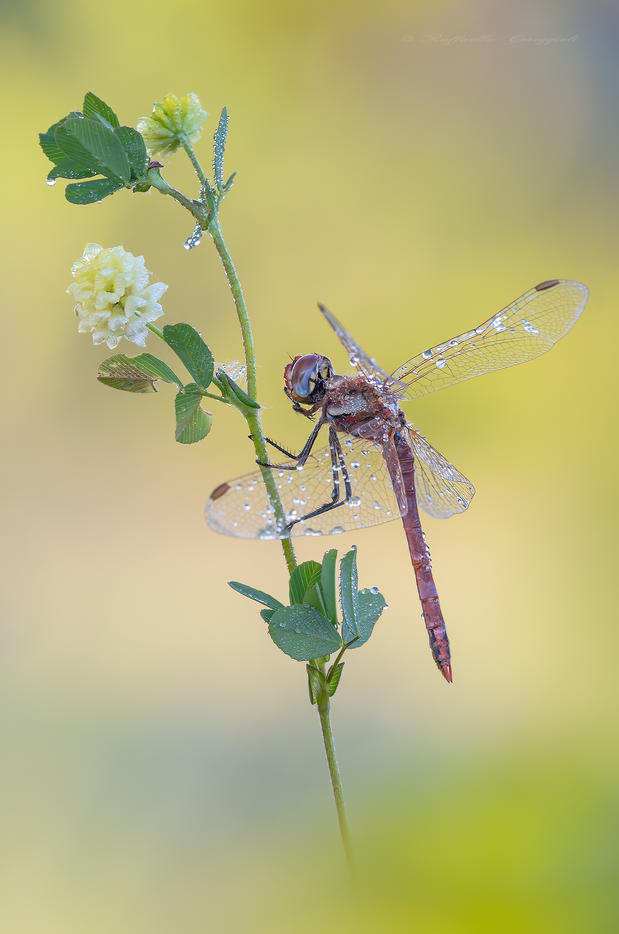 Un Sympetrum monello...