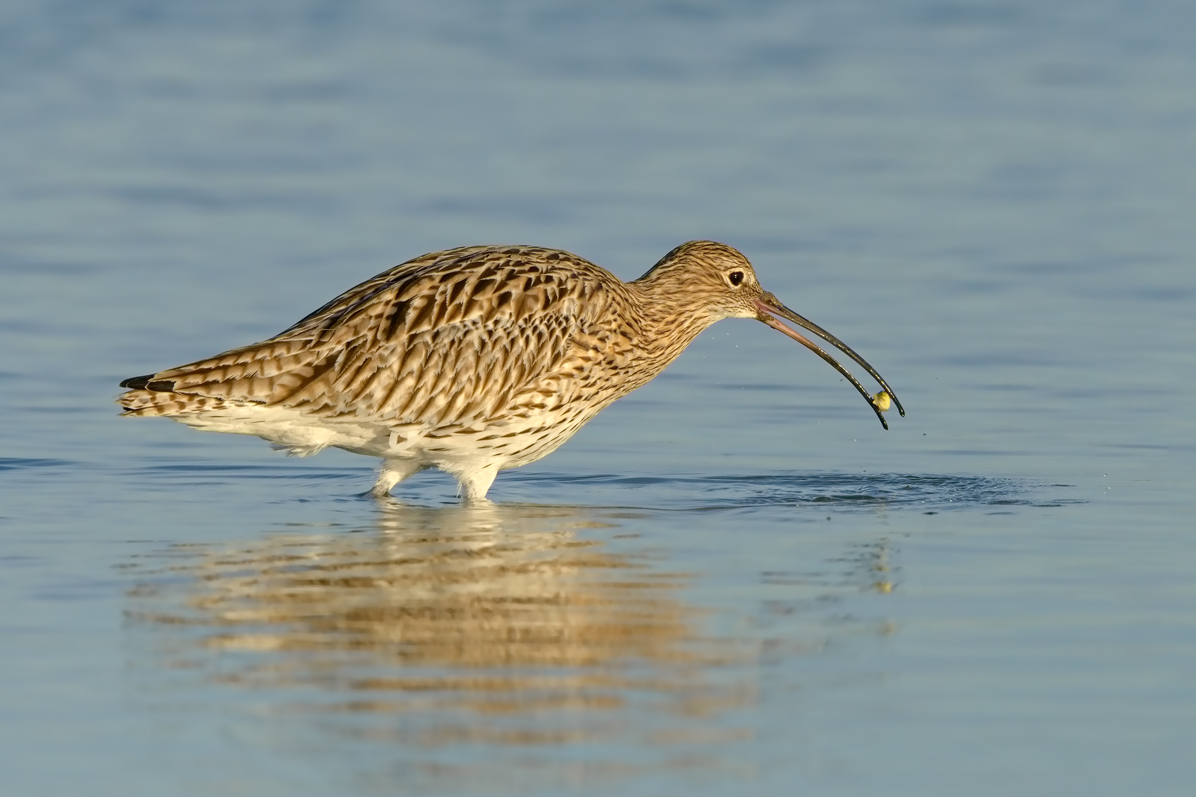 curlew and the clam