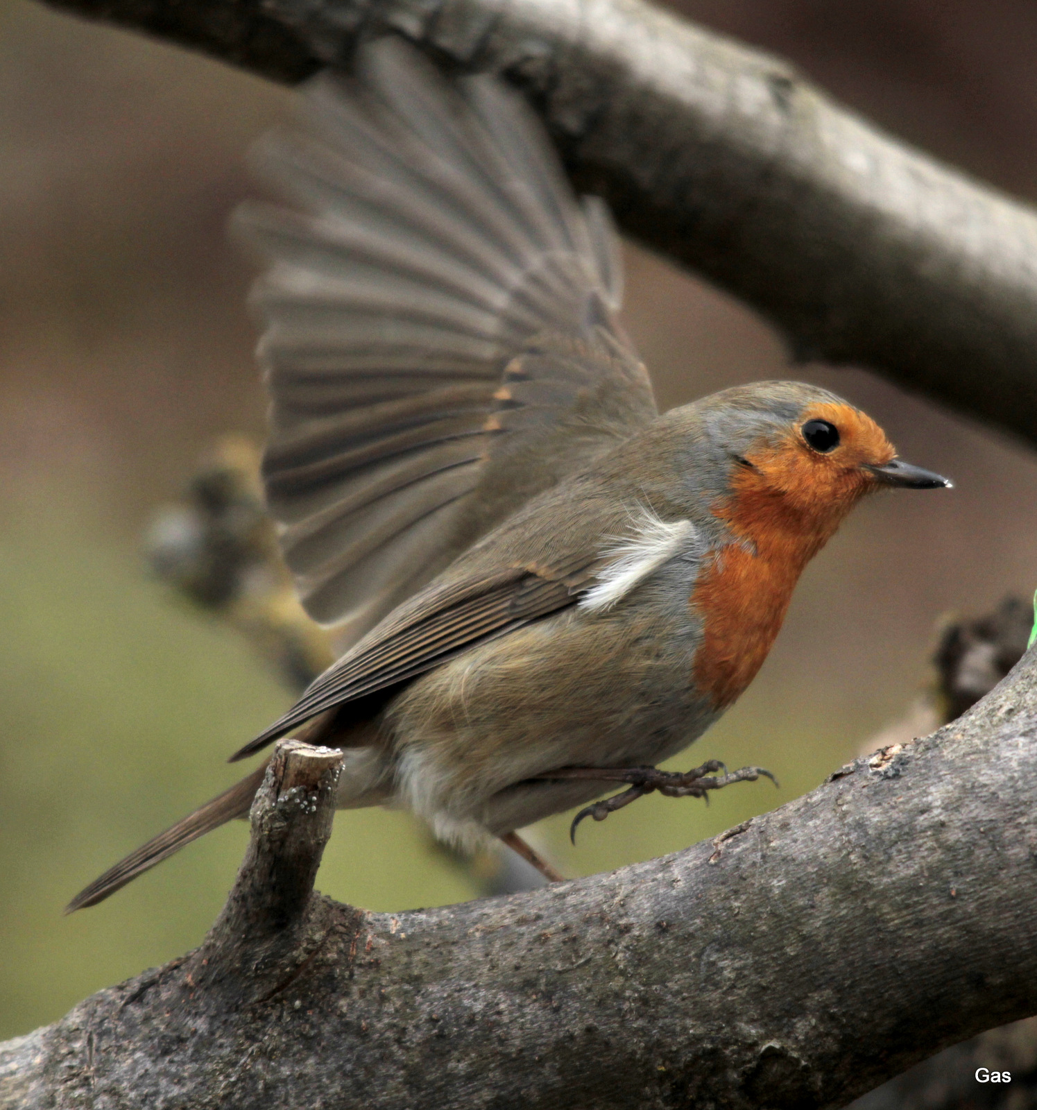 robin fly