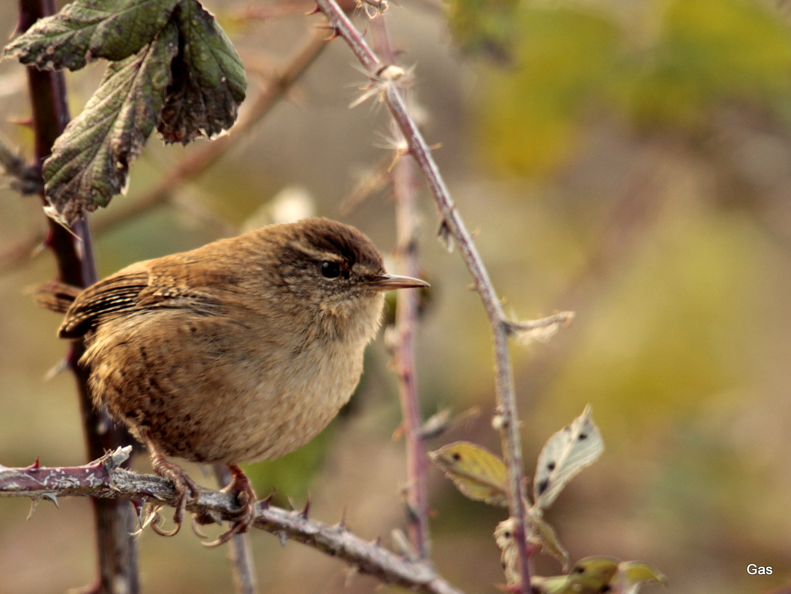 wren