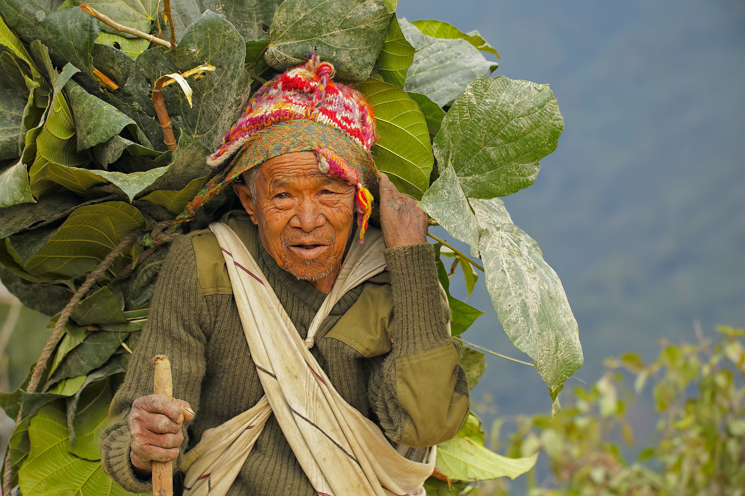 The elder of the leaves