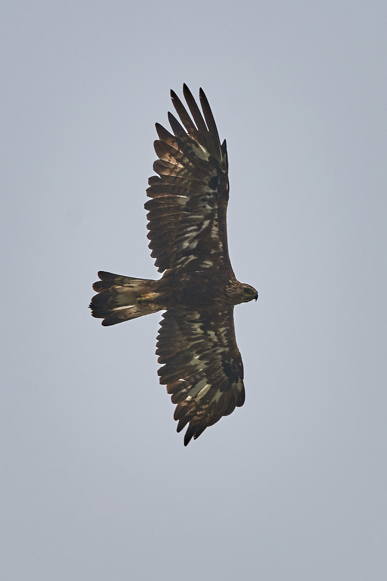Golden Eagle