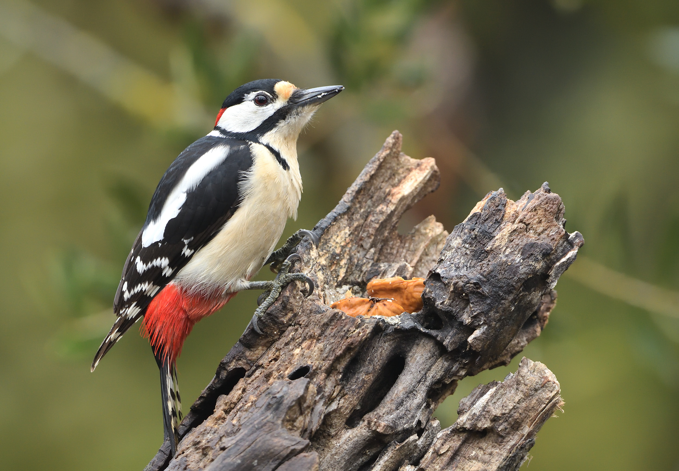 woodpecker May m.