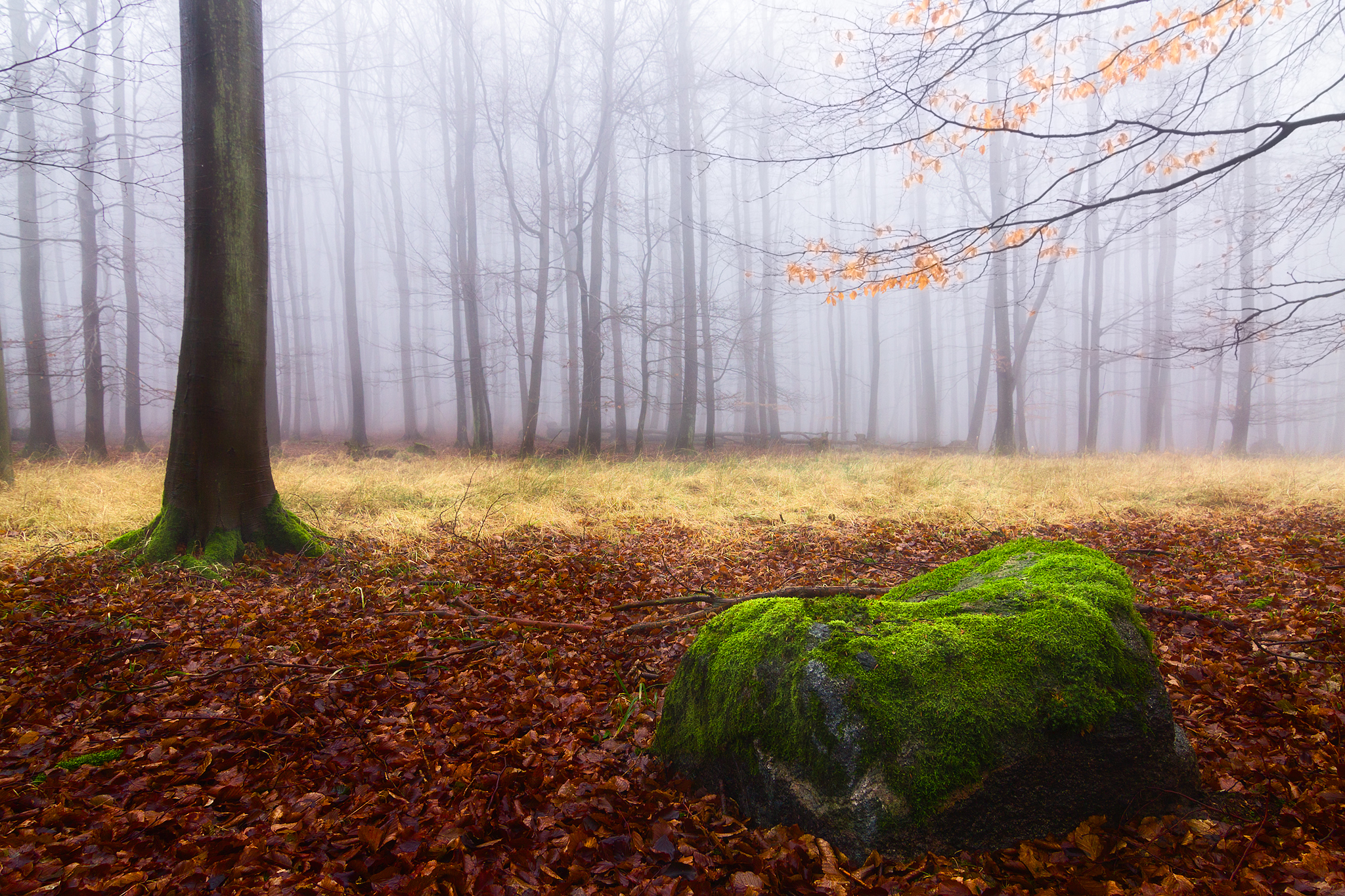 Beech forest on the island of Rügen