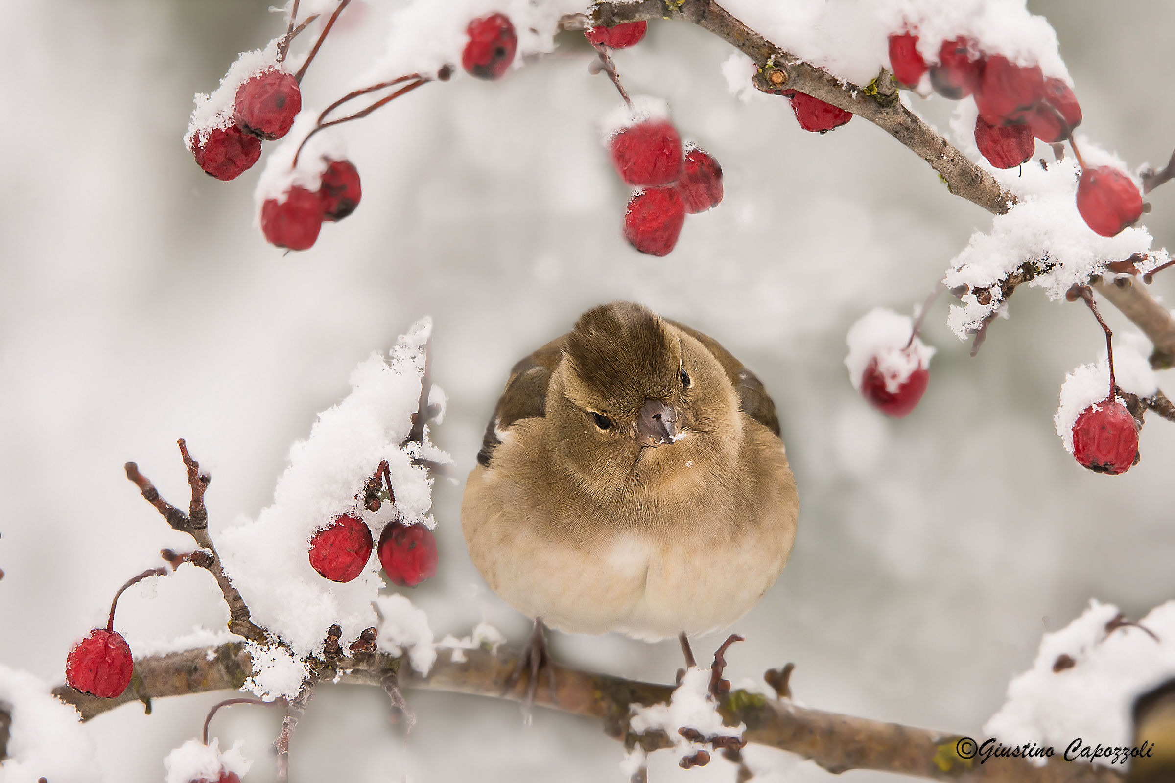 finch, in search of food