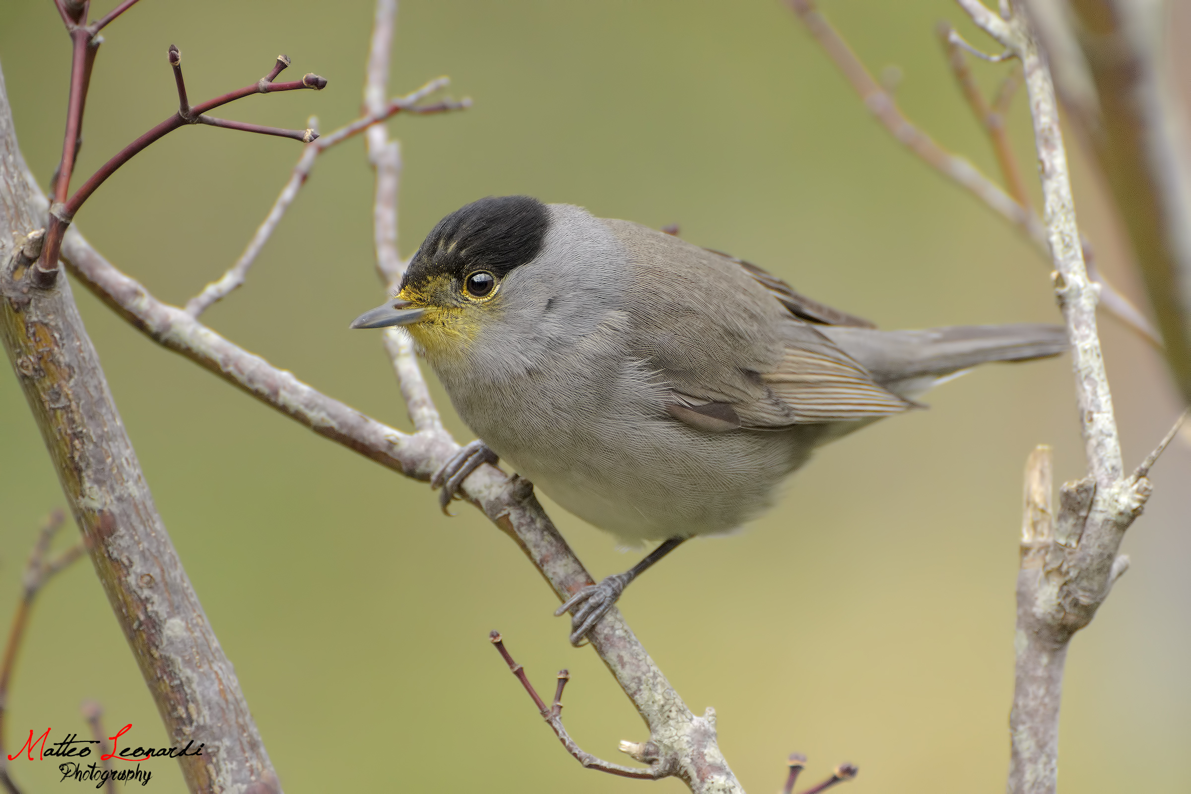 Blackcap smeared with mimosa