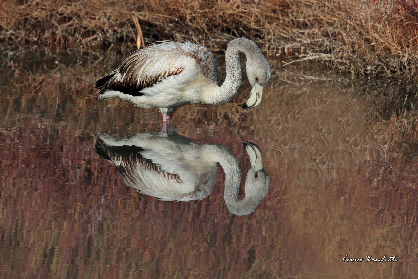 fenicottero giovane alla laguna di orbetello.