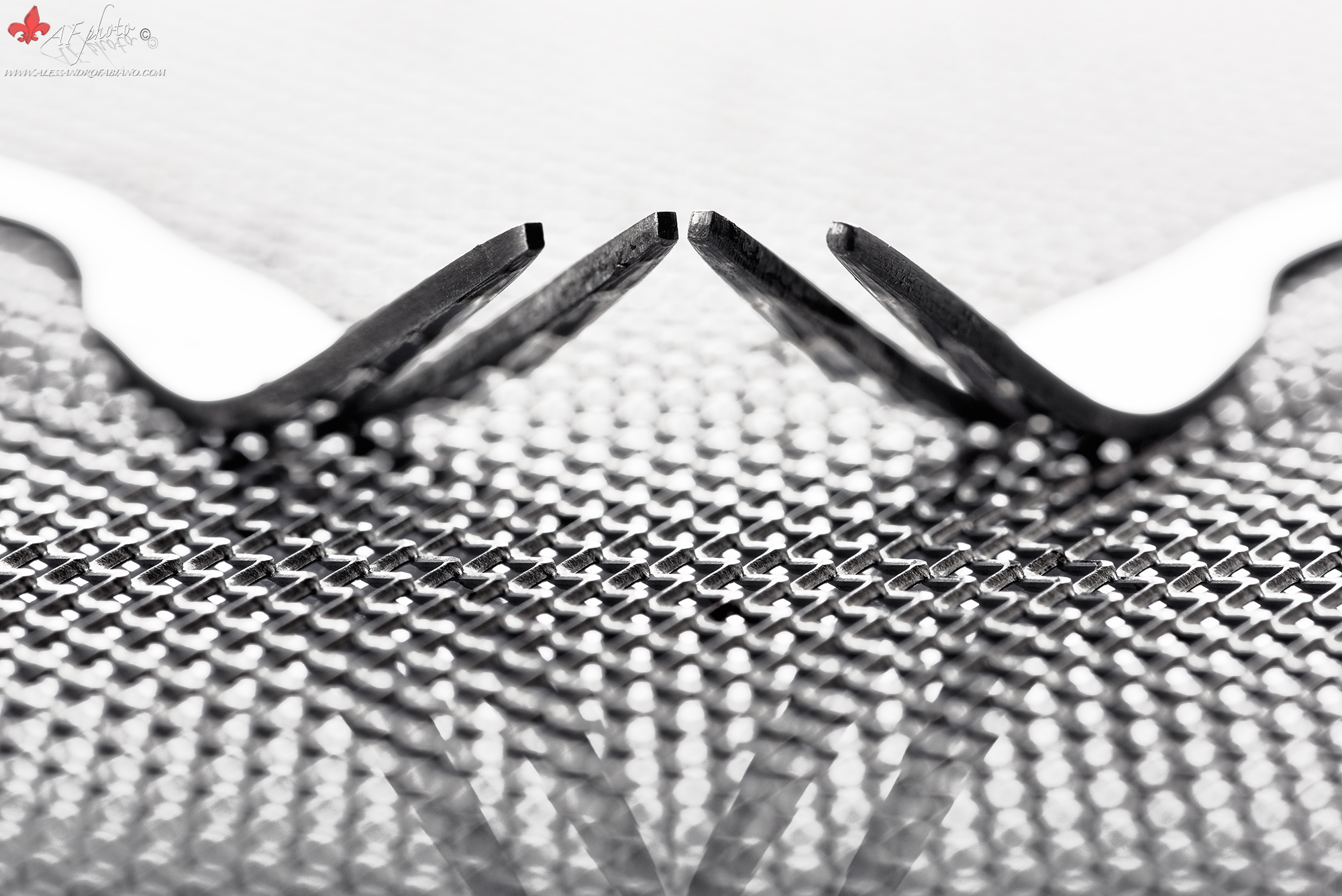 Lovely Still Life xxxiii