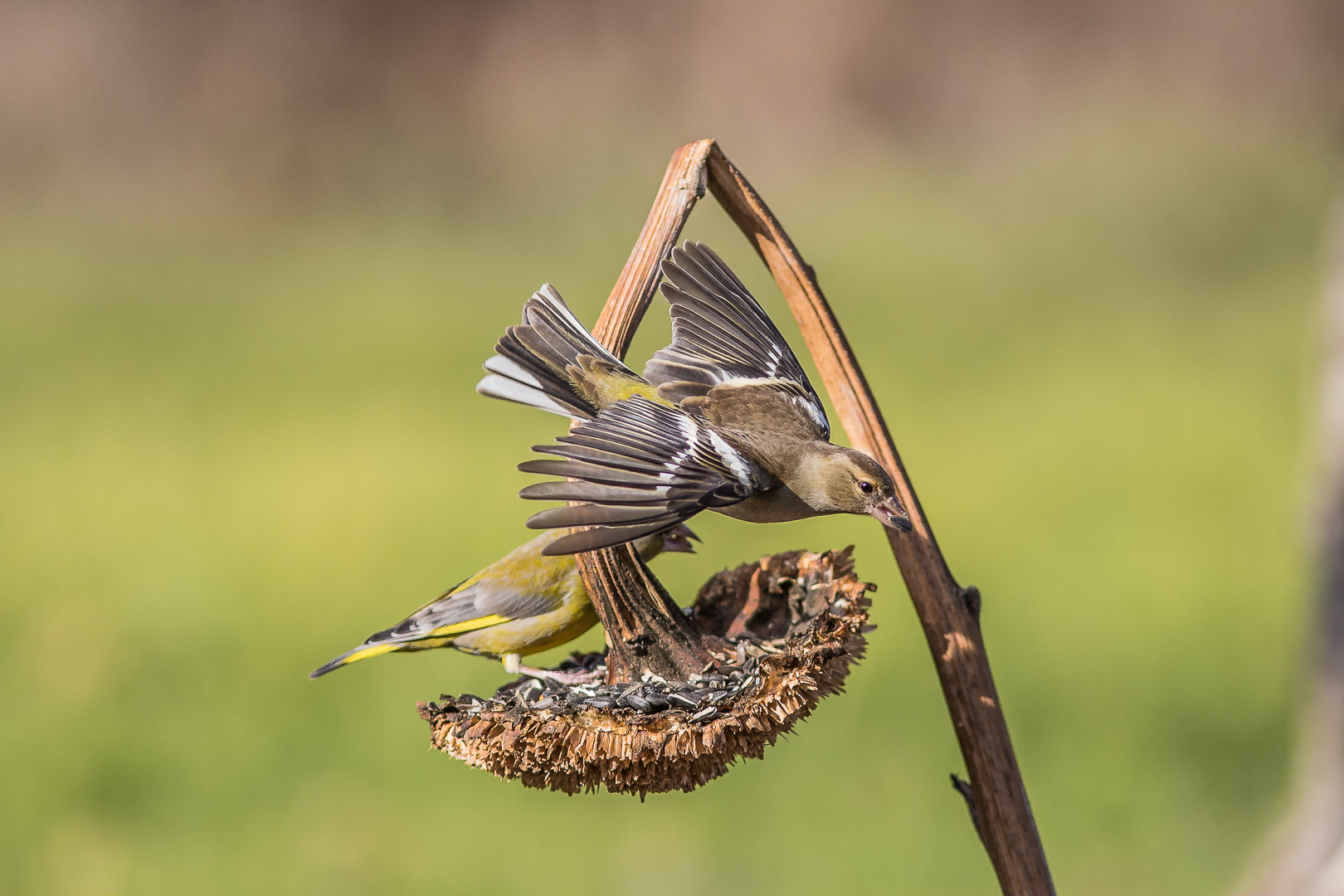 Fleeing with the seed