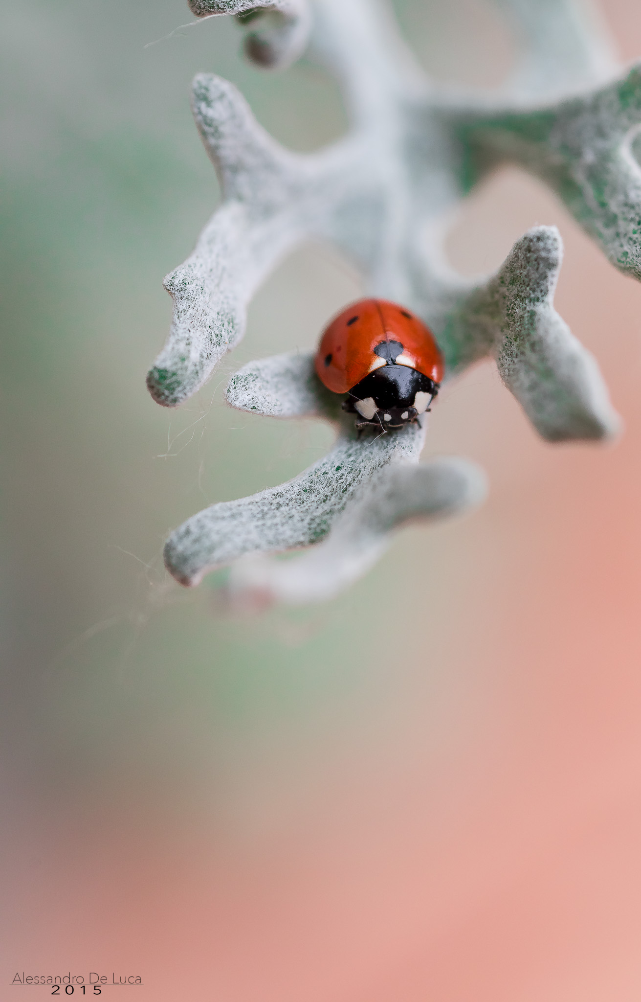 LadyBug