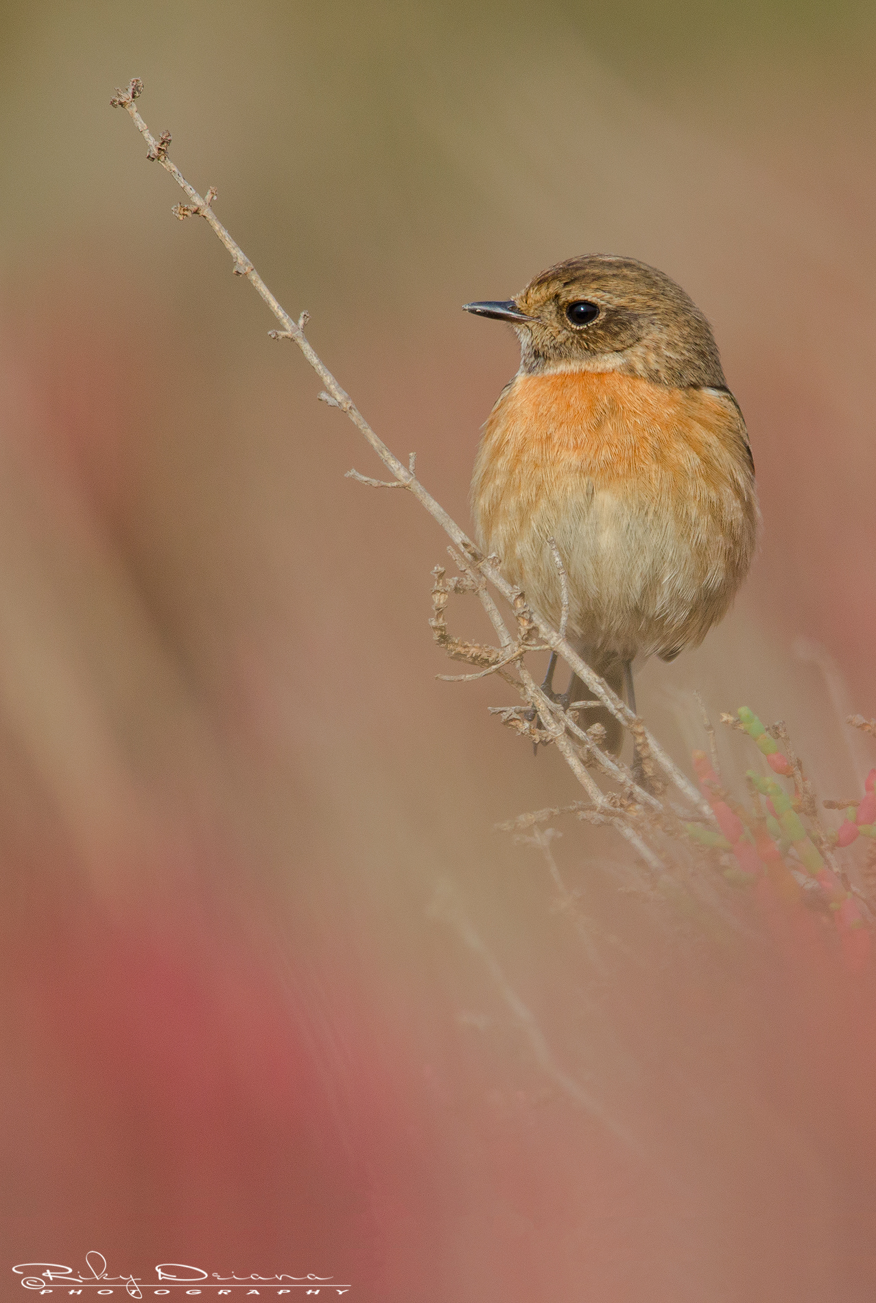 stonechat dawn