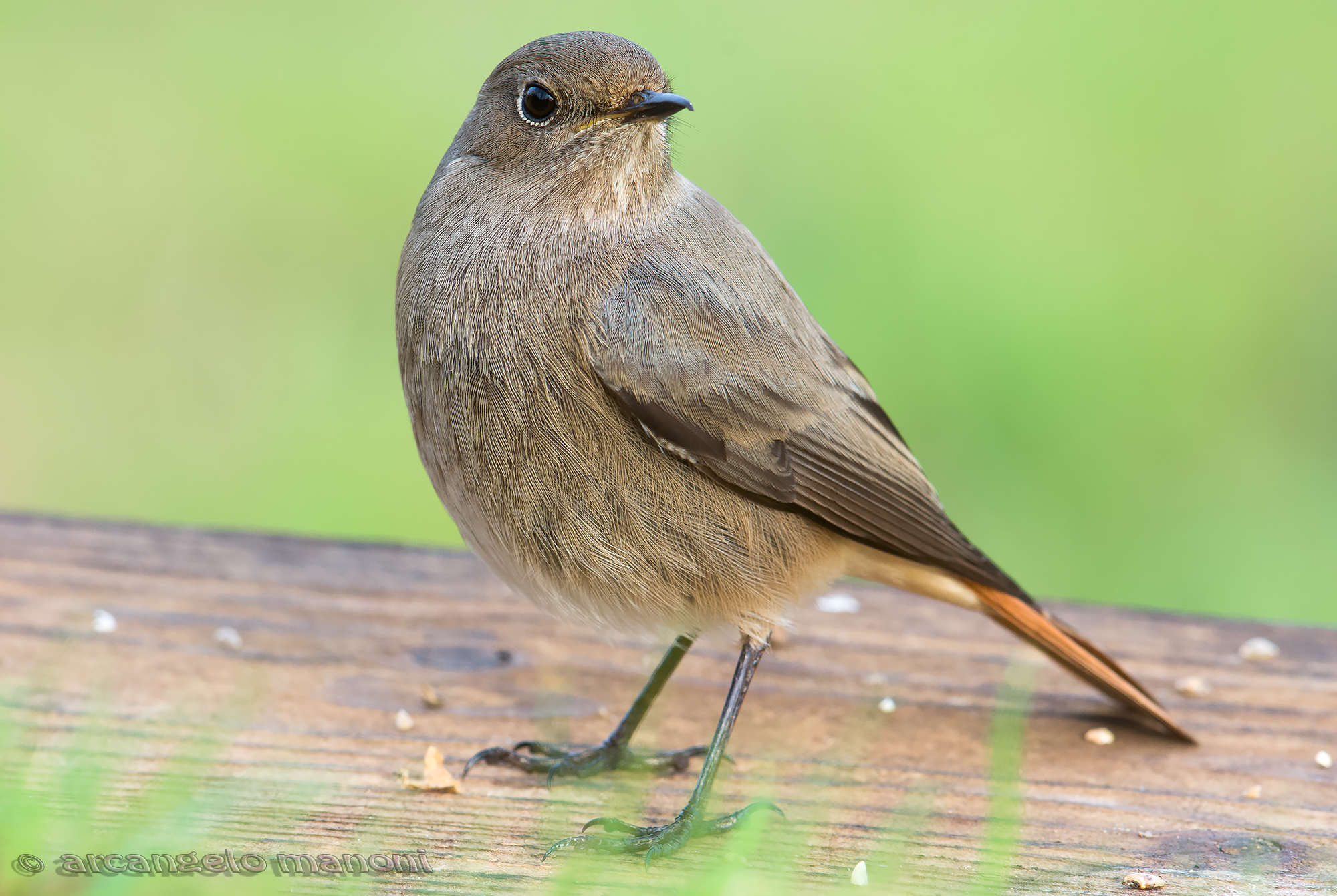 Redstart in the garden
