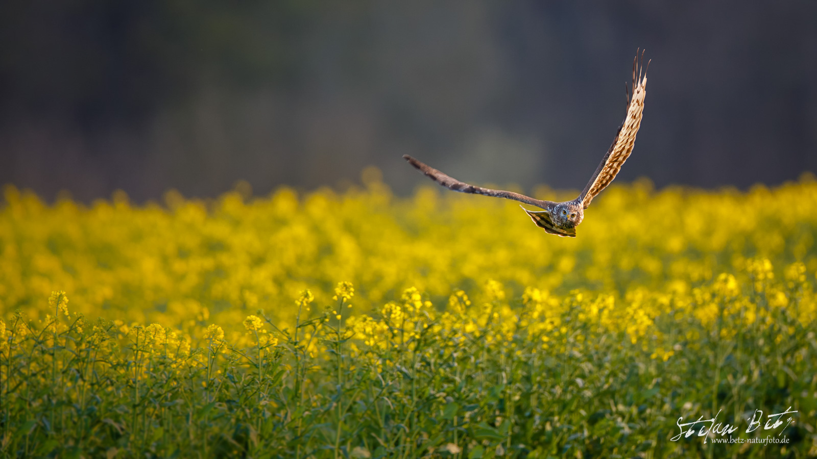 hen harrier