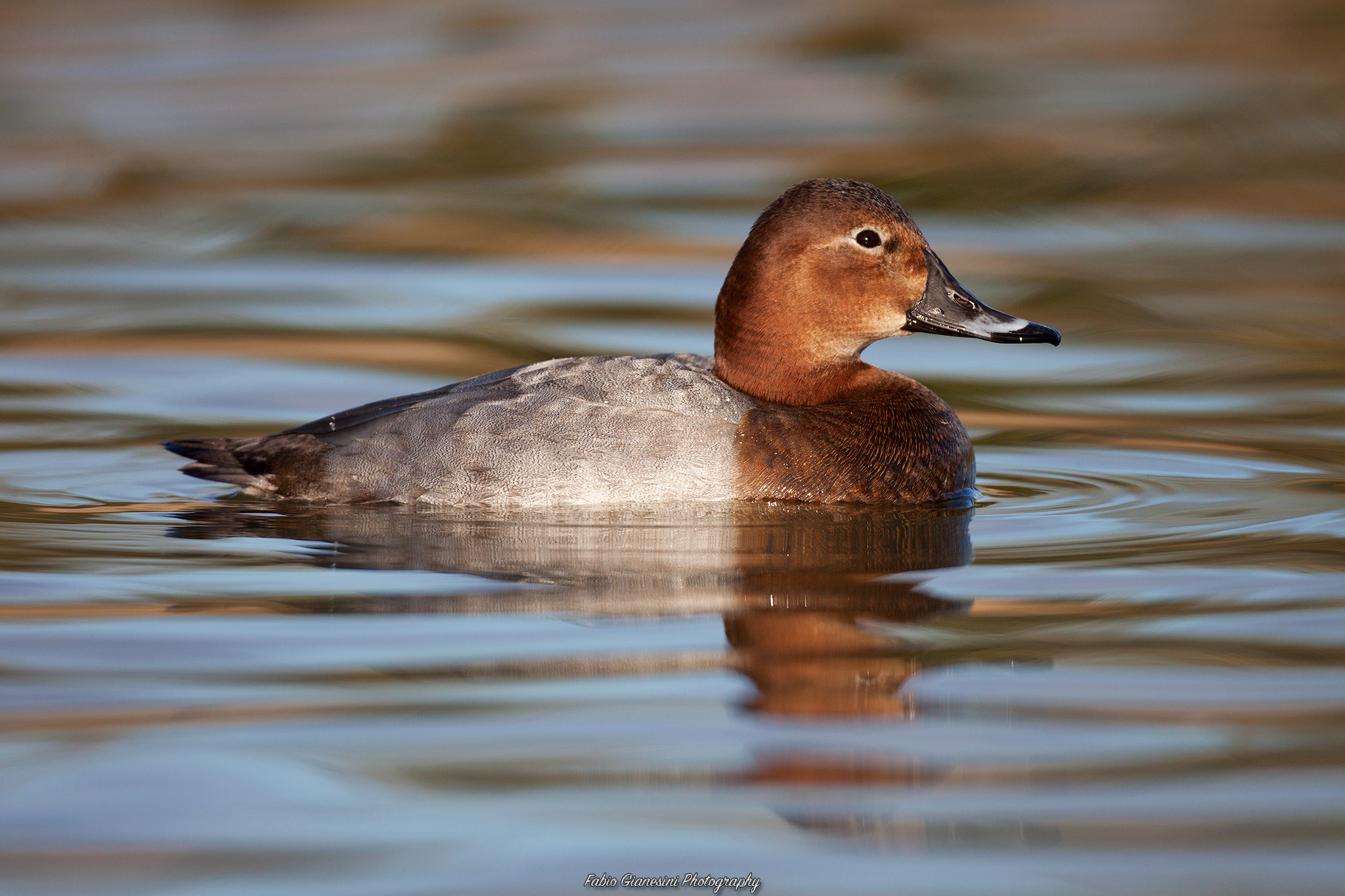Female Pochard (1)