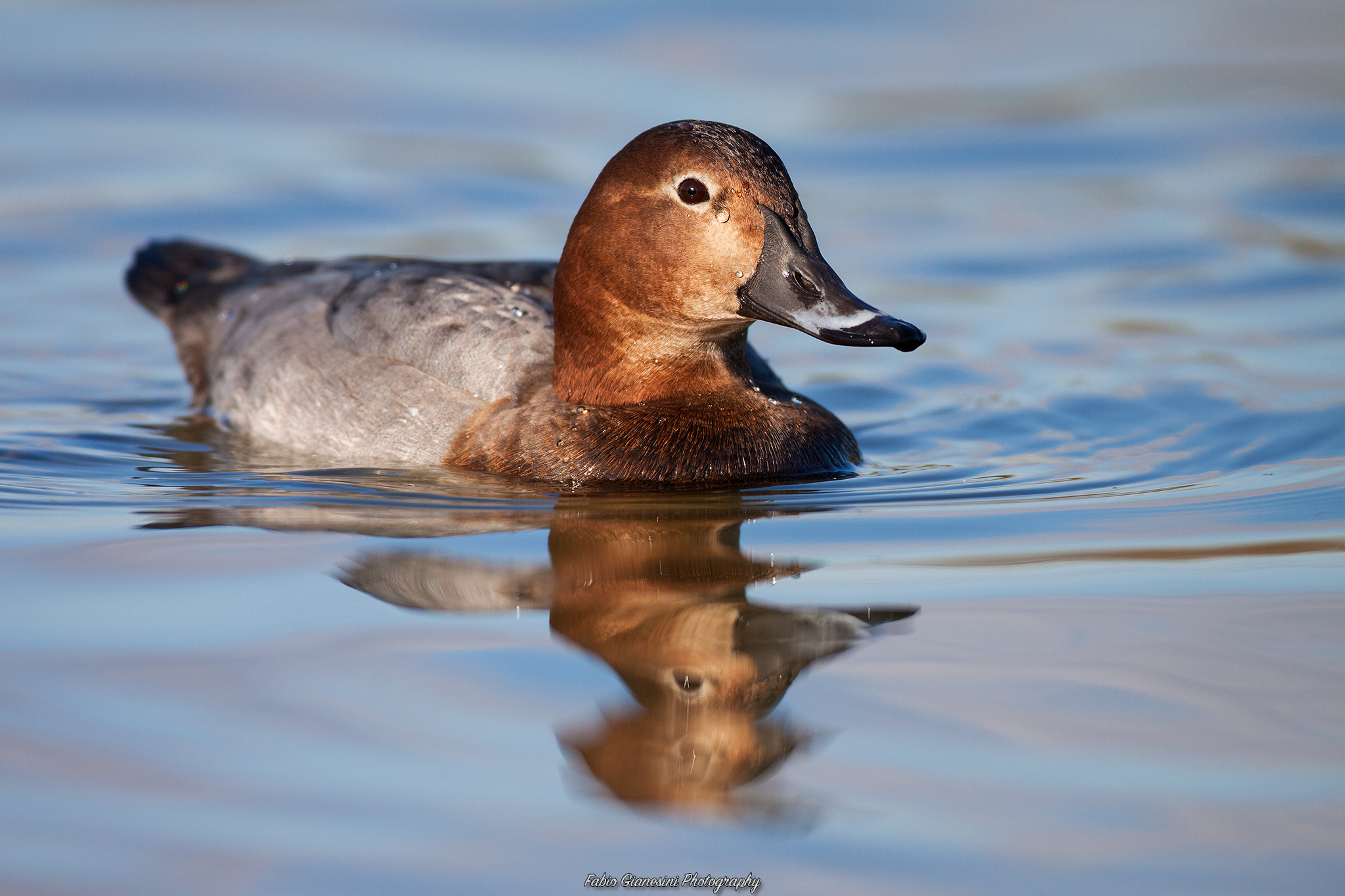 Female Pochard (2)