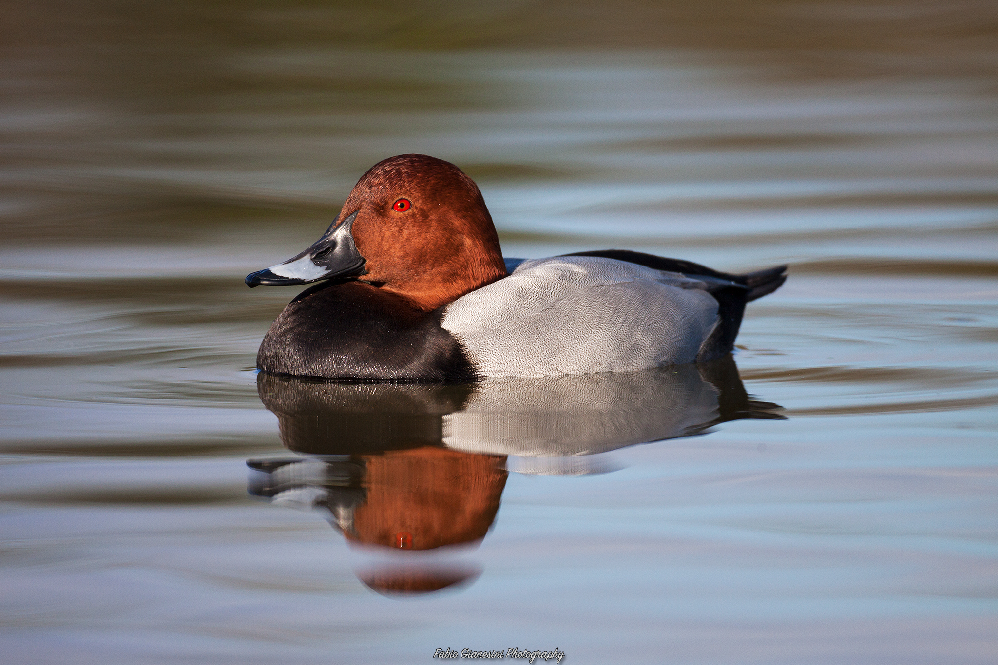 the male Pochard