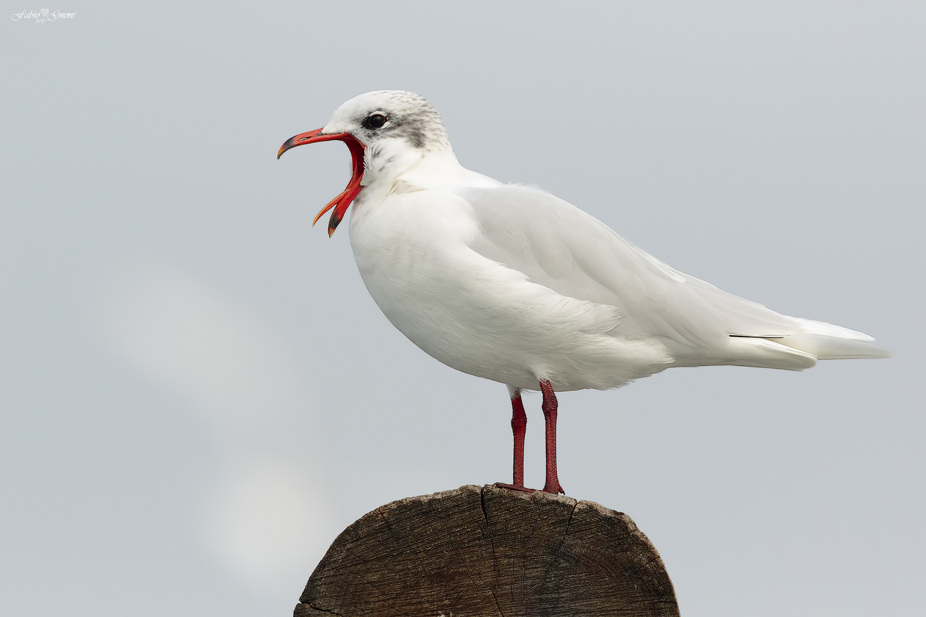 The scream of Corallino